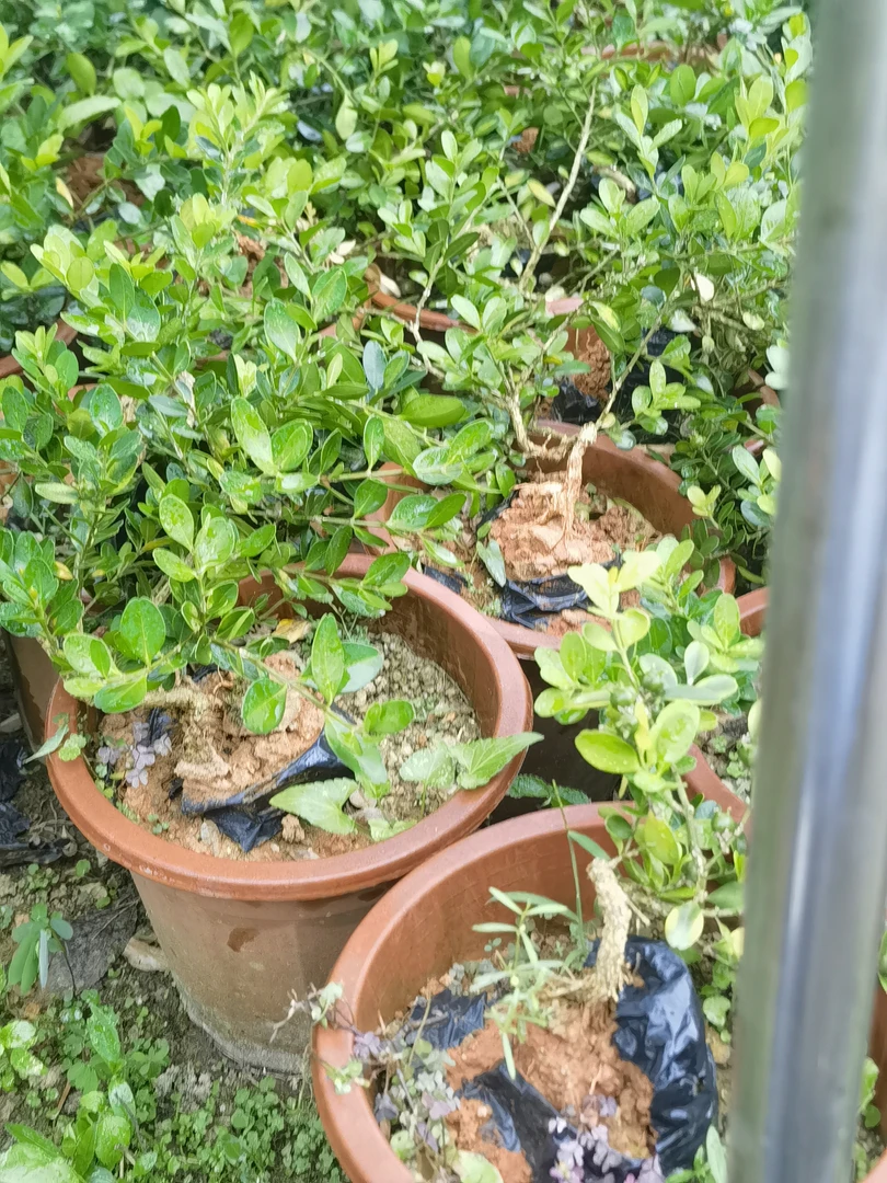 海岛黄杨小苗，易养活，易造型