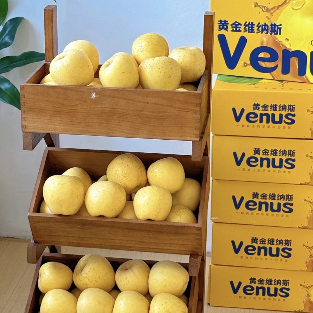 山东维纳斯黄金苹果，纯甜纯脆不粉面，脆甜酥脆多汁应季水果