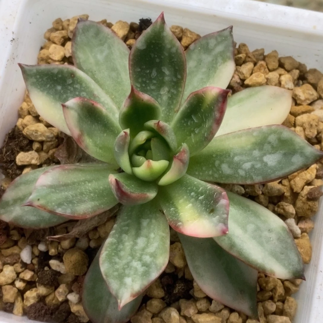 野马锦锦锦锦锦锦