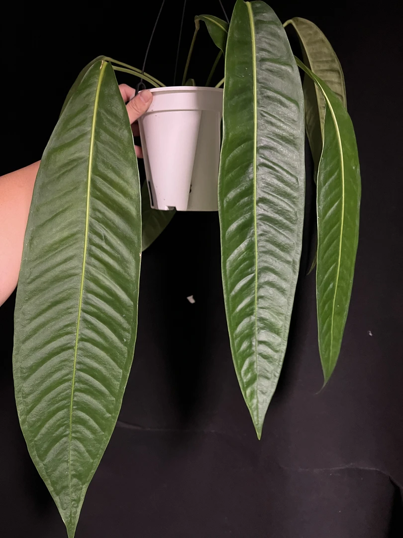 【藤气层｜豌豆荚领带花烛】进口/籽播/切桩 原种豌豆荚 好养活 垂挂