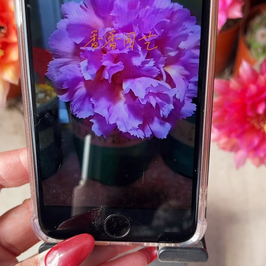 彩草云端7-8公分左右