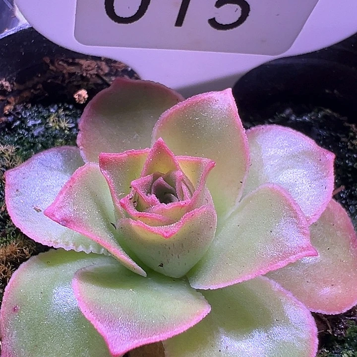 山地玫瑰腺体寄养015