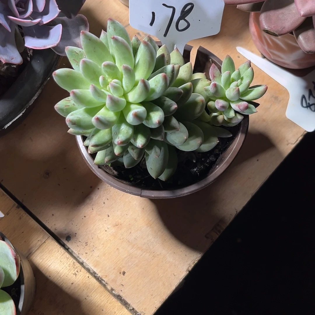 桑***贝000000000000000000178