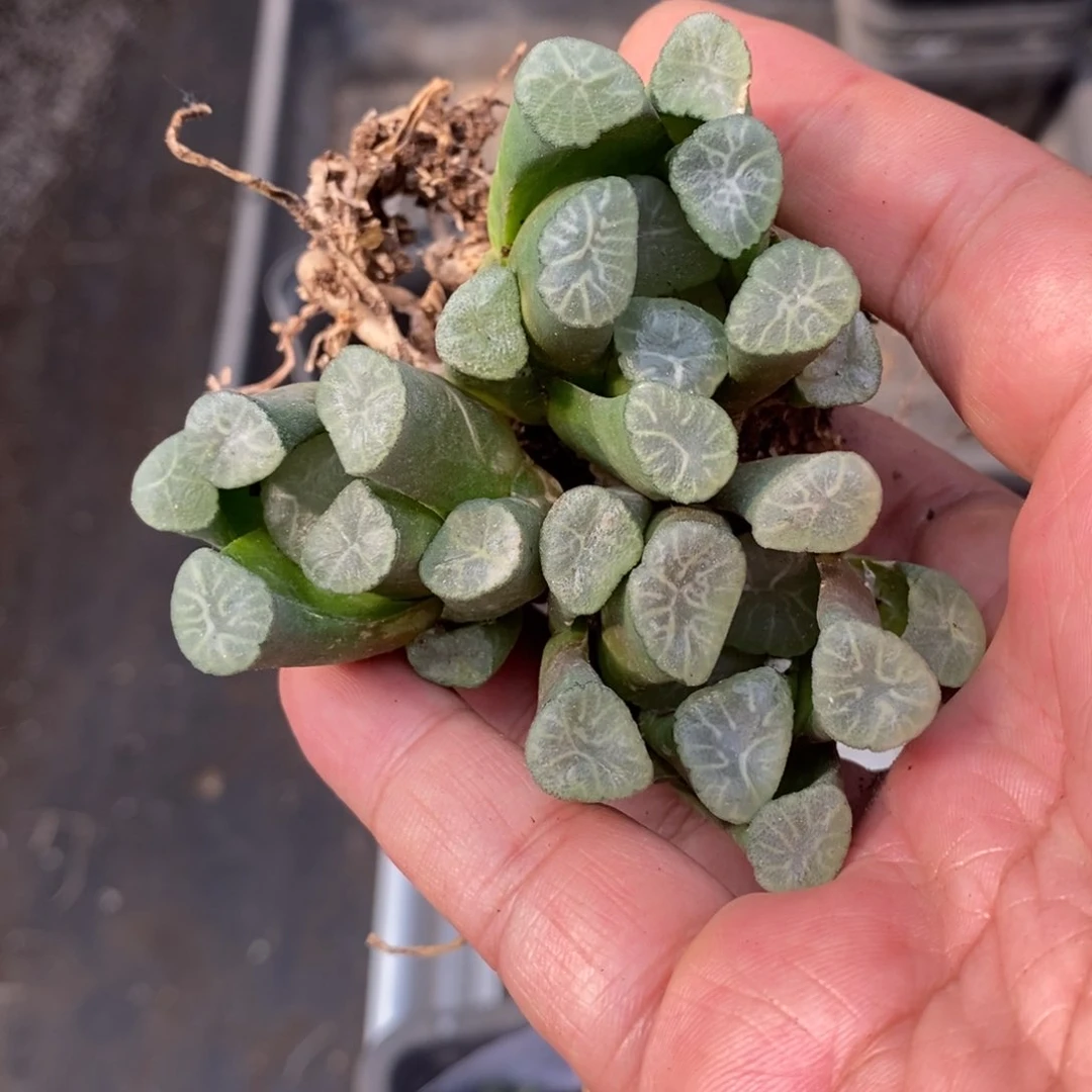 2132 一颗实生字母万象 超级福利