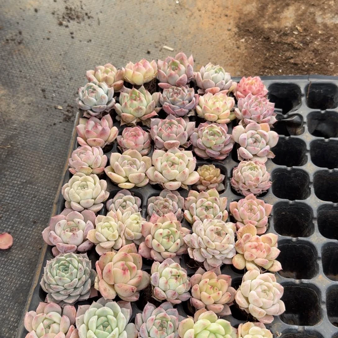 美尼糖心珍妮杂交量拍15-171