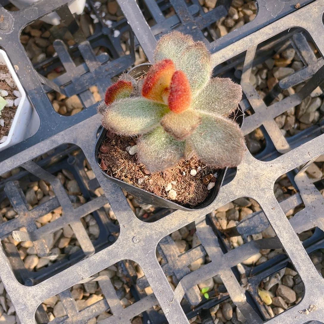 泰迪熊盆一个满25包邮