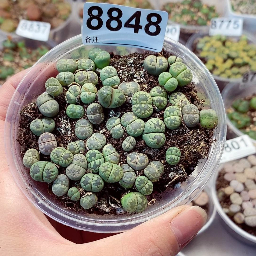 8848绿牙咯啦咯哦
