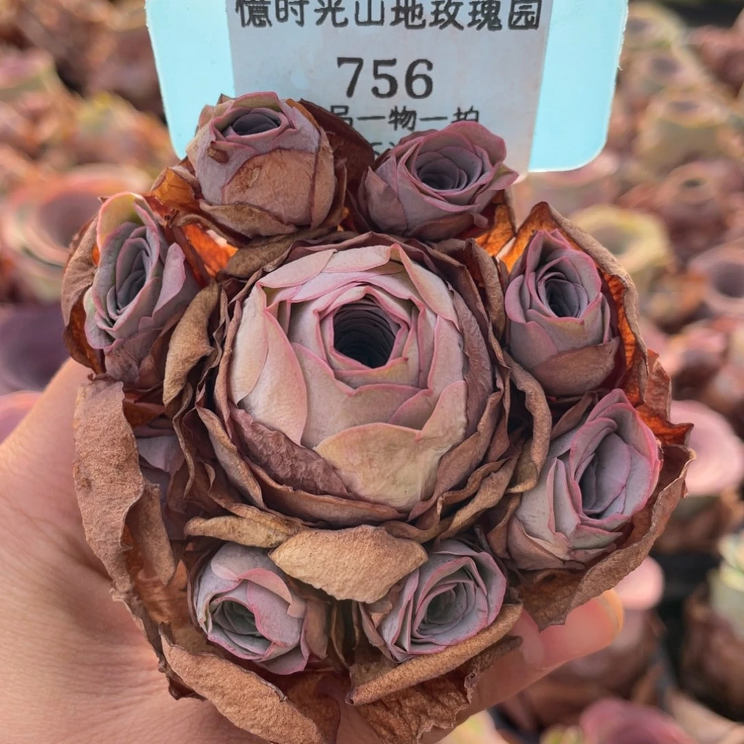 山地玫瑰756断枝不包损不售后