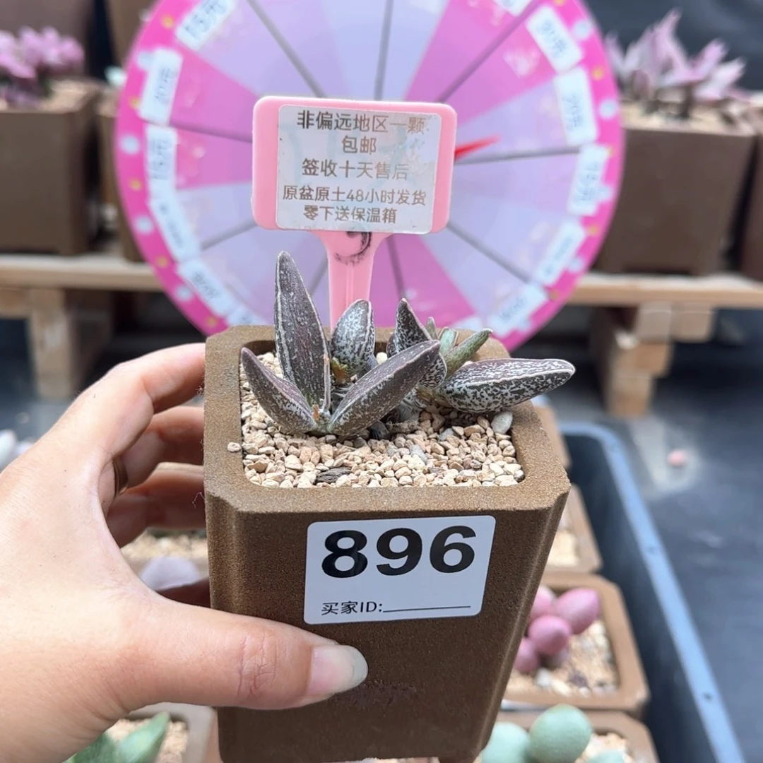 陈*晗896花肌楞叶多肉植物