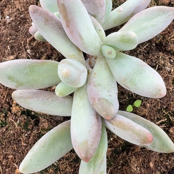 企鹅5头多肉植物啦