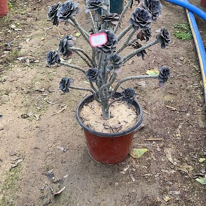 40，灰圆叶多肉法师多肉法师