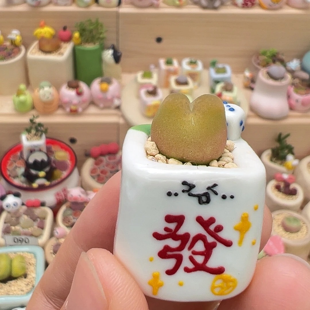 多肉植物5号拇指盆