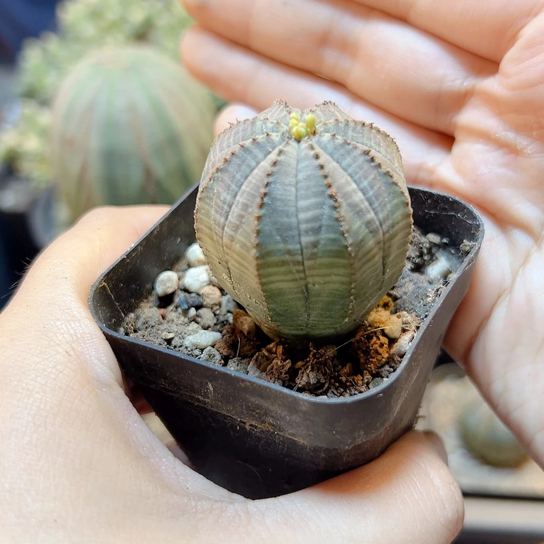 自根欧布3公分带盆