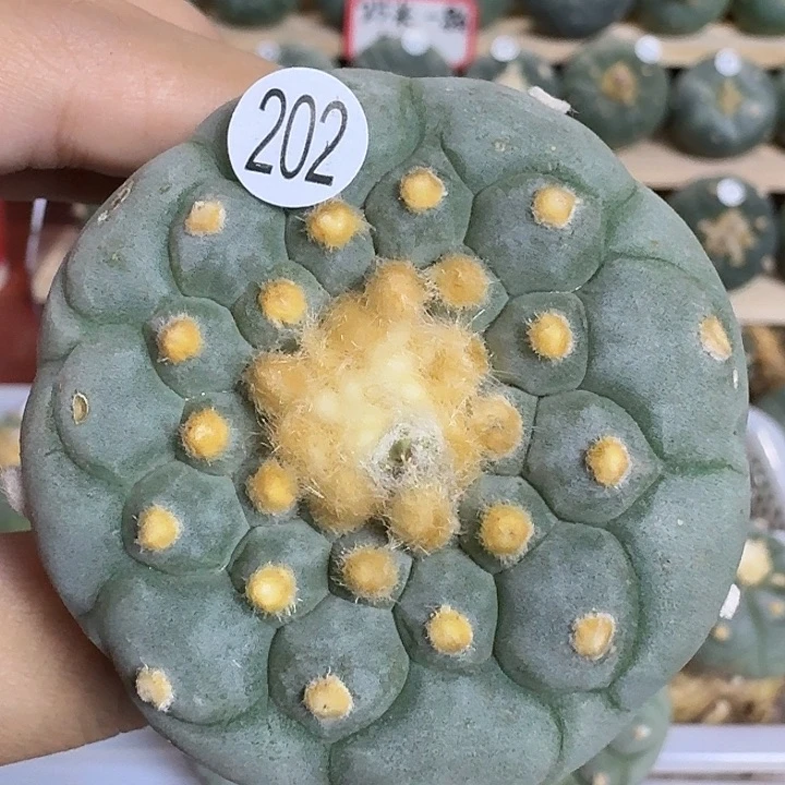 完全开放实生园艺观赏植物
