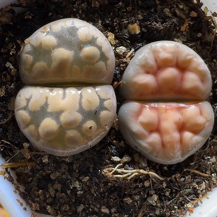 生石花122222。 278