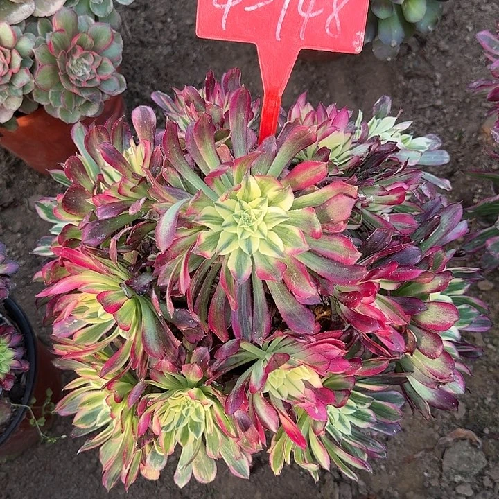 4-148天合多肉法师