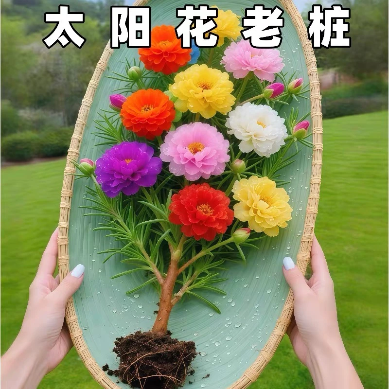 【每日推荐】老桩太阳花重瓣太阳花四季开花宿根耐寒好养阳台和庭院