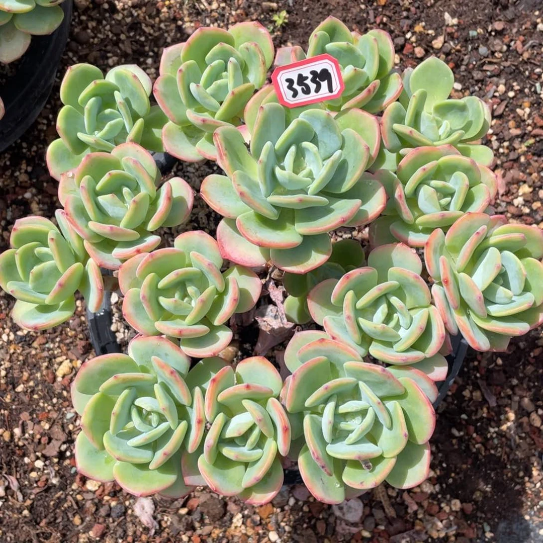 白月光3539晓晓一物一拍