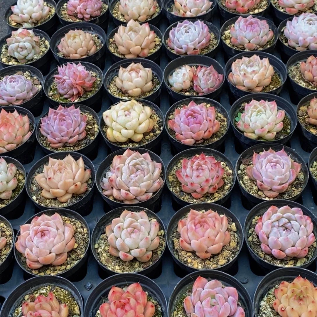 思**你592多肉植物保护研究所所长