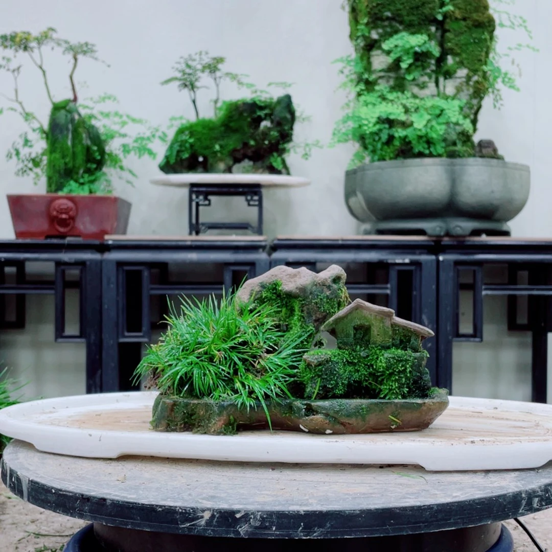 无铅玻璃铁线蕨等作物和植物等植物