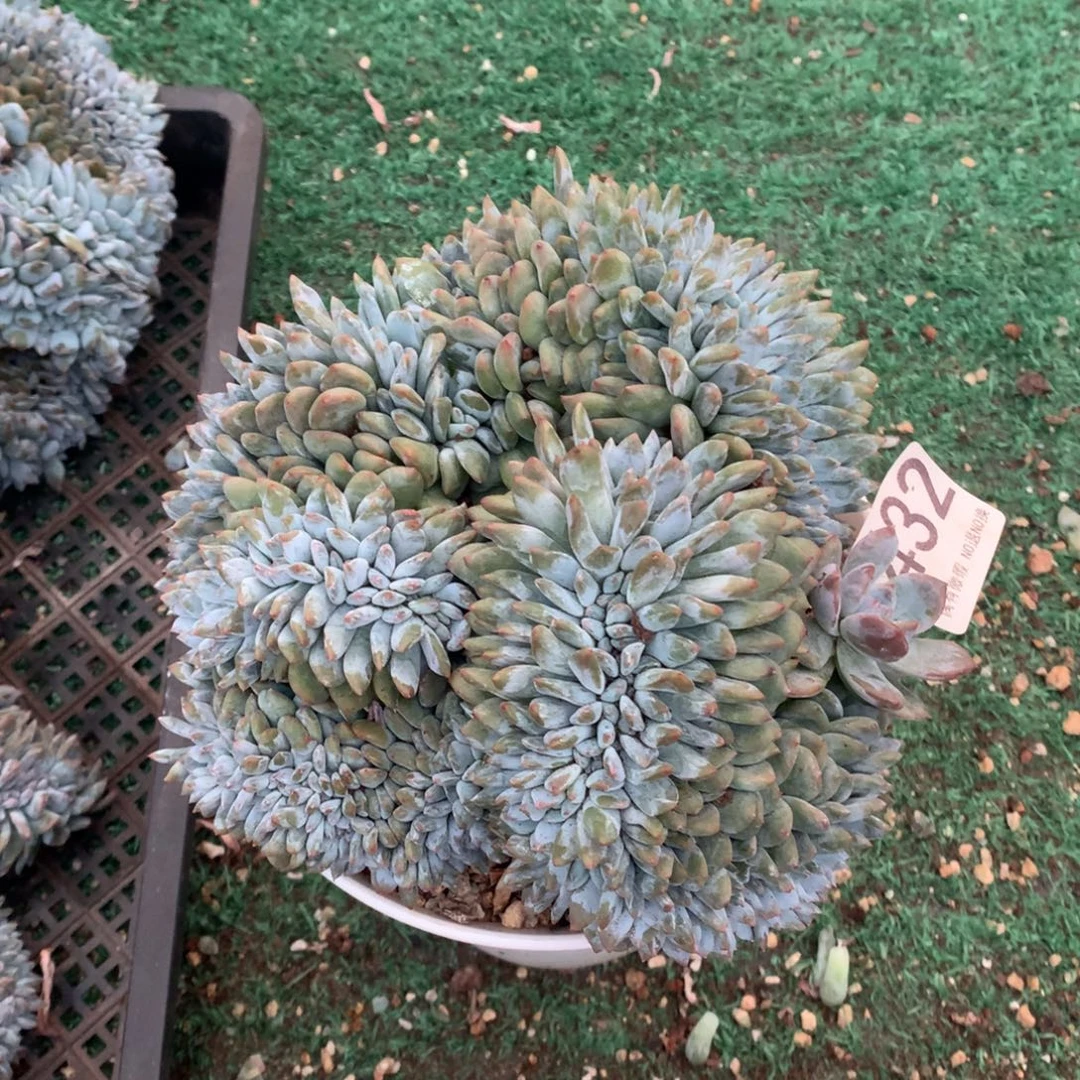 432橙子缀多肉植物