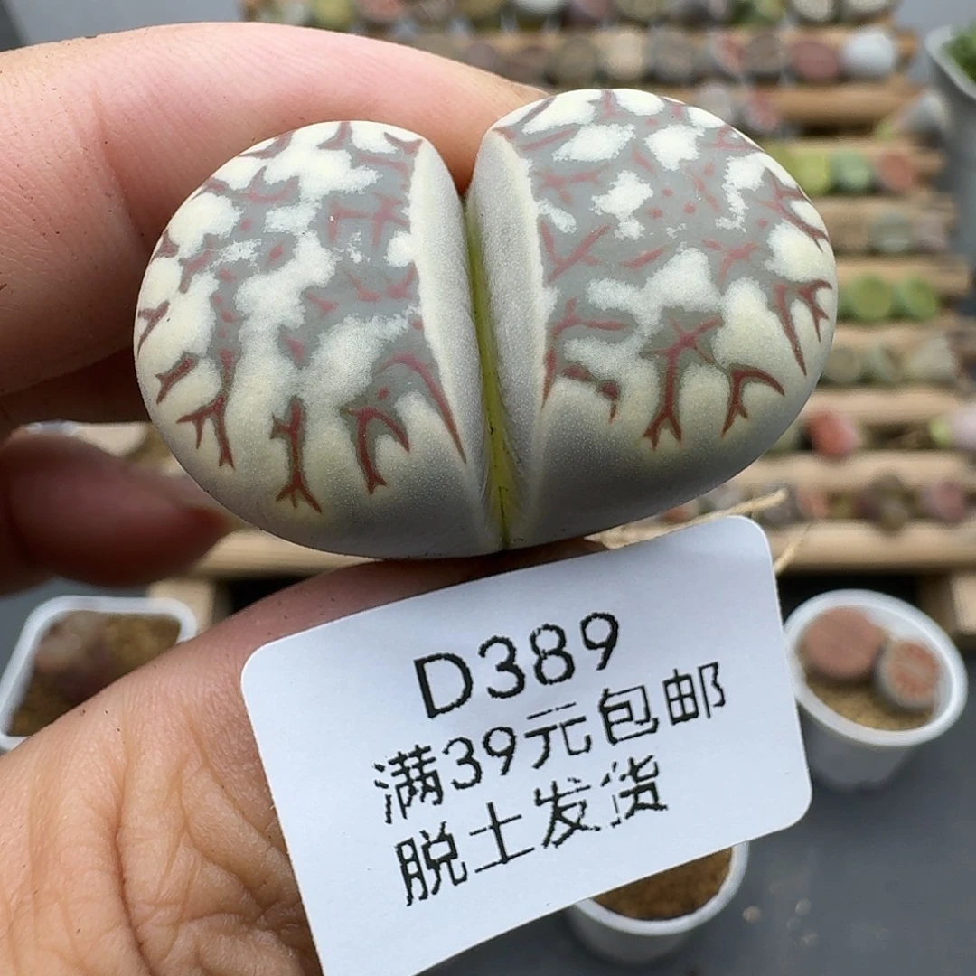 389号3.5厘米哈哈哈哈