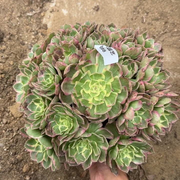 水蜜桃手捧多肉植物088
