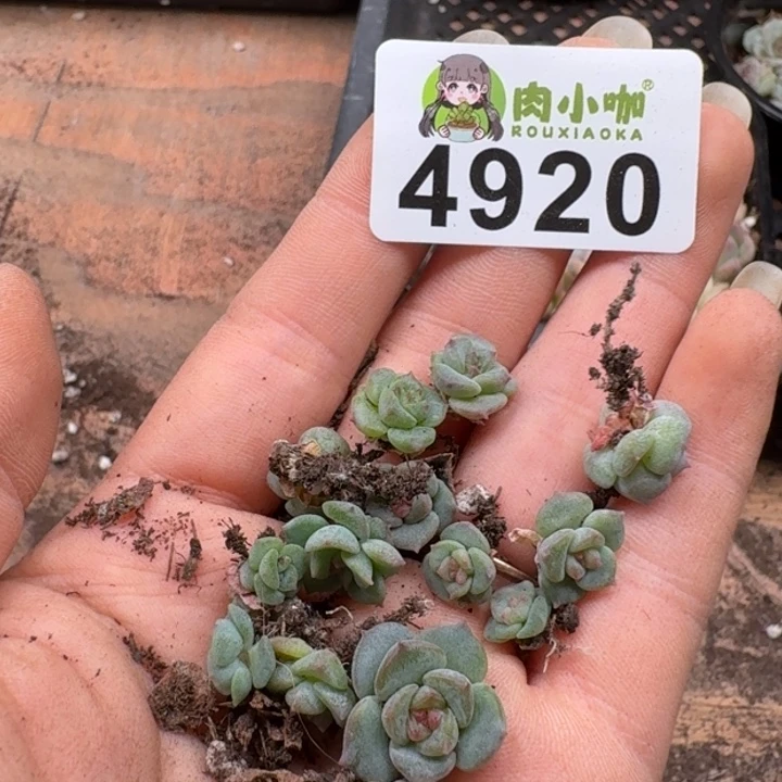 蜜***兔多肉植物多肉植物