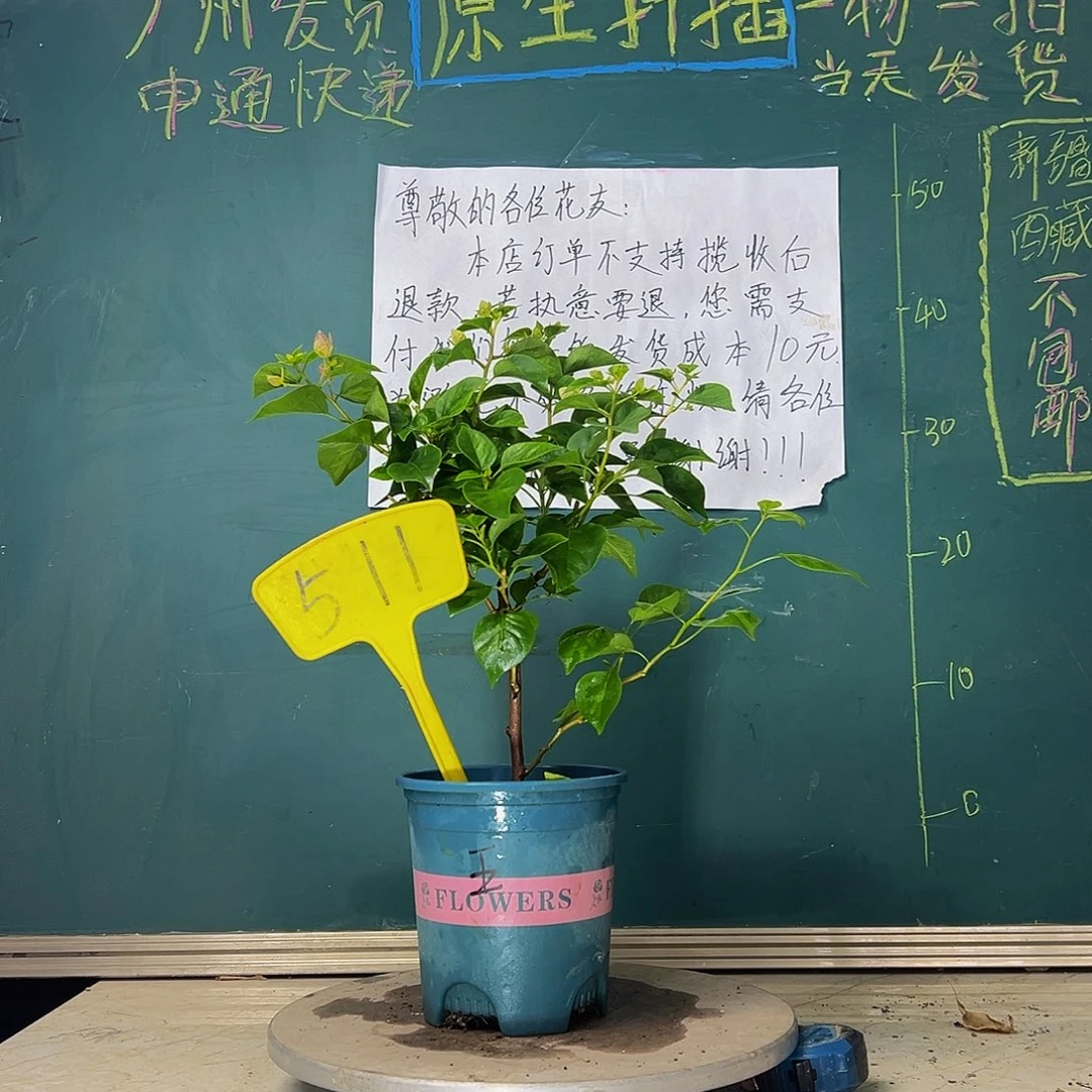 当前无花栽培后可以开花  暗斑五宝  511