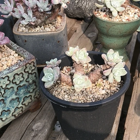 苹果叶仙女棒仙女棒