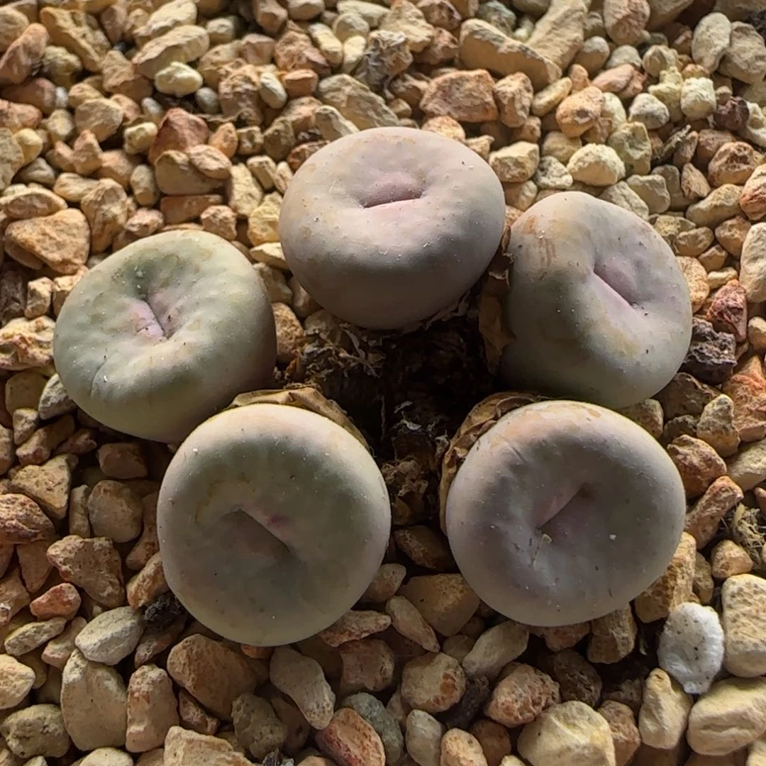 5372 大白多肉植物园