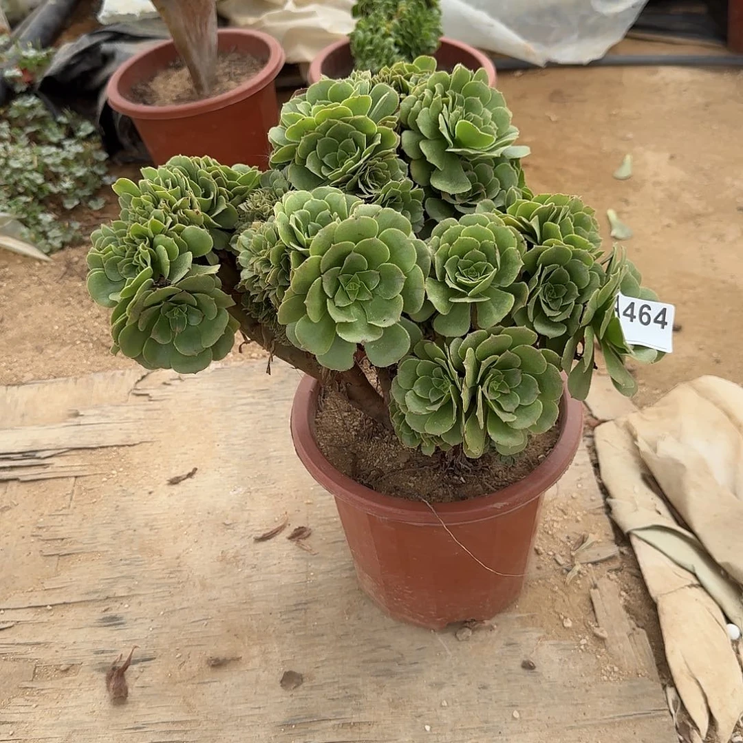 464绿缀朵朵一颗呀呀