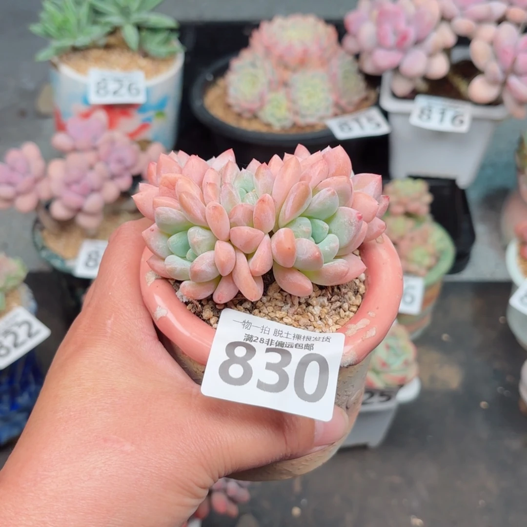 芙丽朵无盆土发货