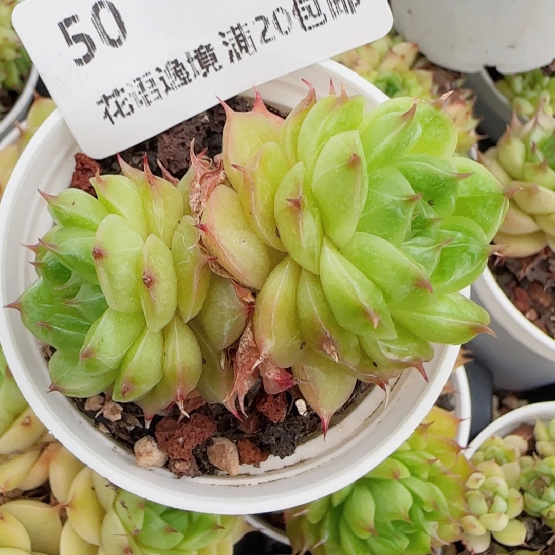 小***主花语逸镜0615-50散