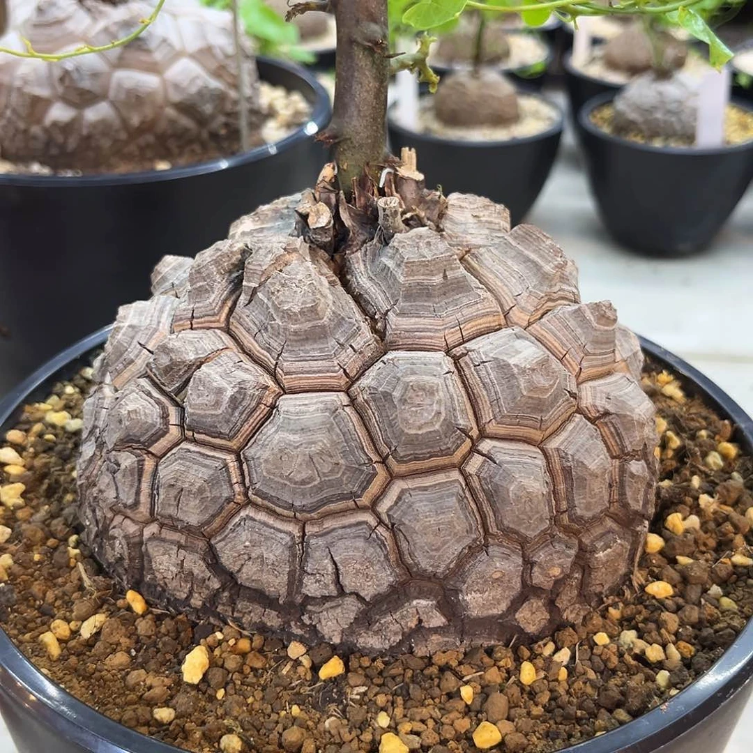 汤圆植物黑皮剑甲龟甲龙