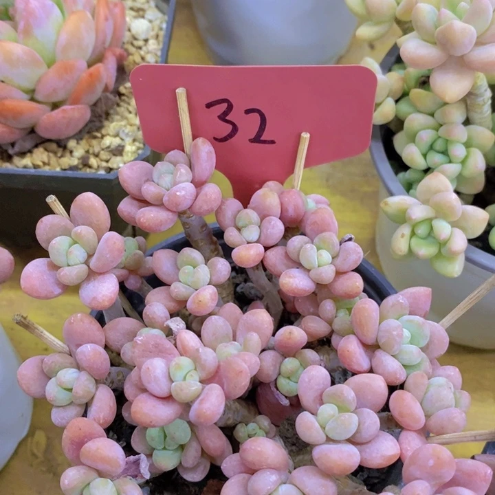 开心多肉，一物一拍