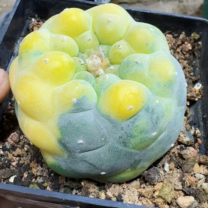 耿福利自根大尤锦2030