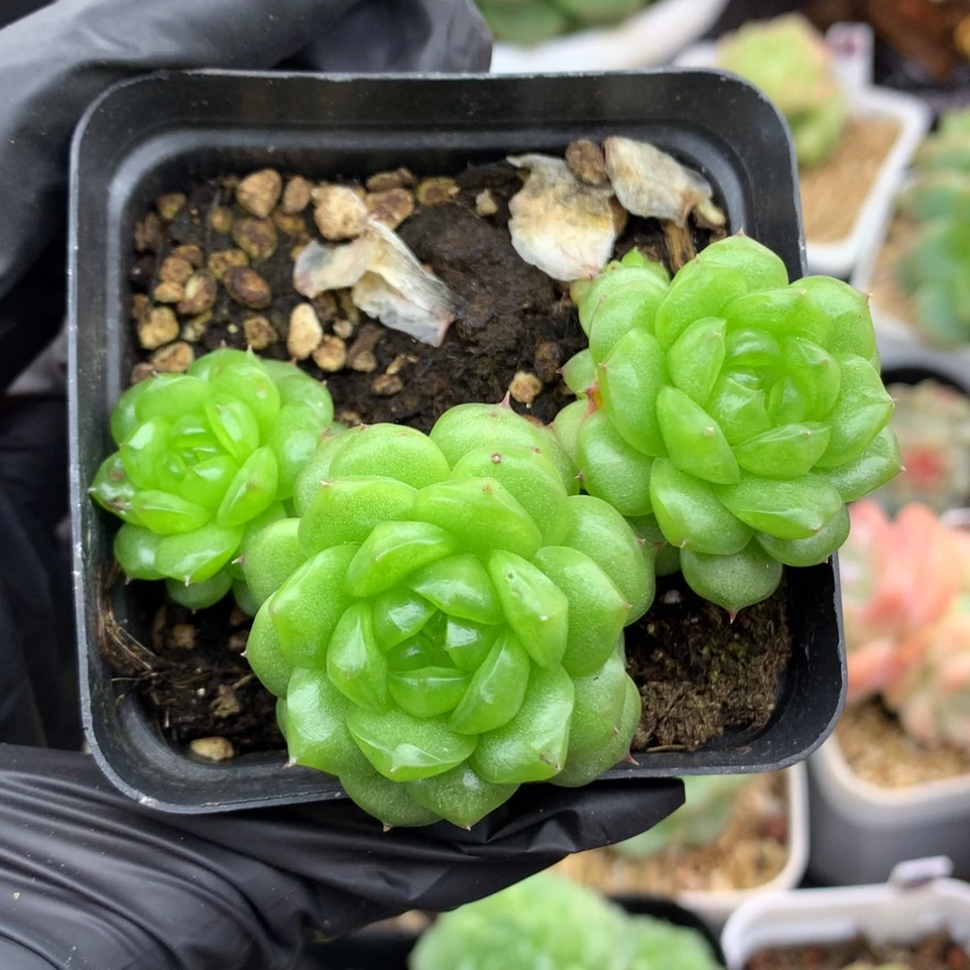 58包邮  群生不包整灯泡珍妮12