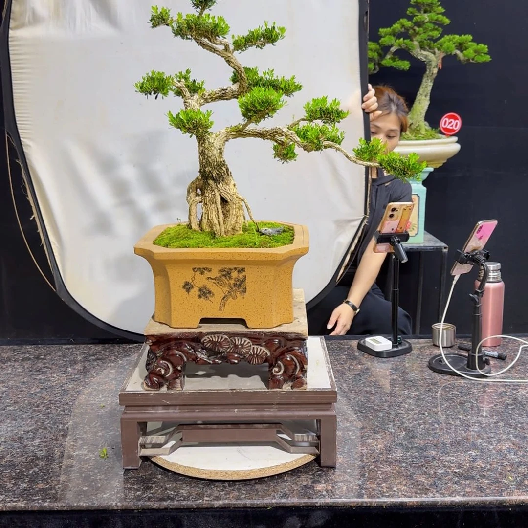 当前无花朵，栽培后可花朵