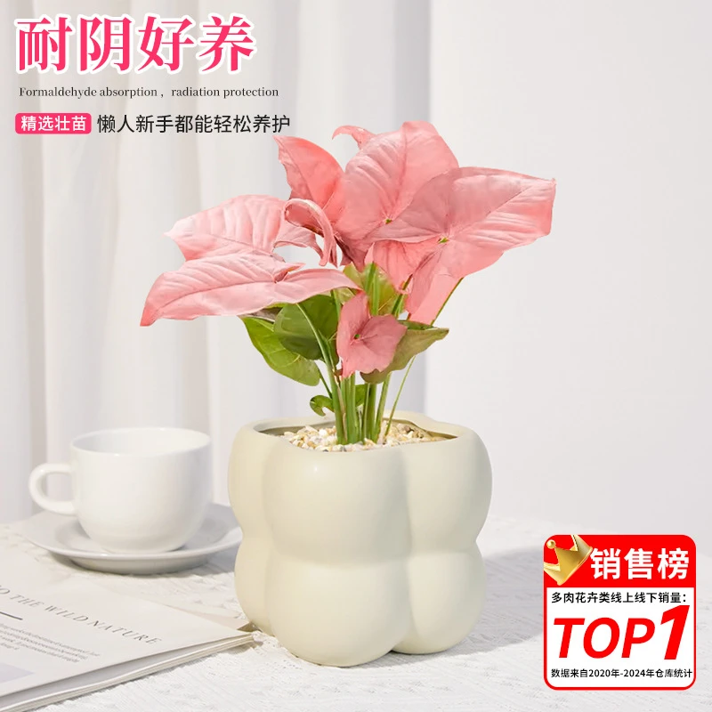 红粉佳人合果芋盆栽室内植物粉色恋人办公室桌面绿植四季观叶植物