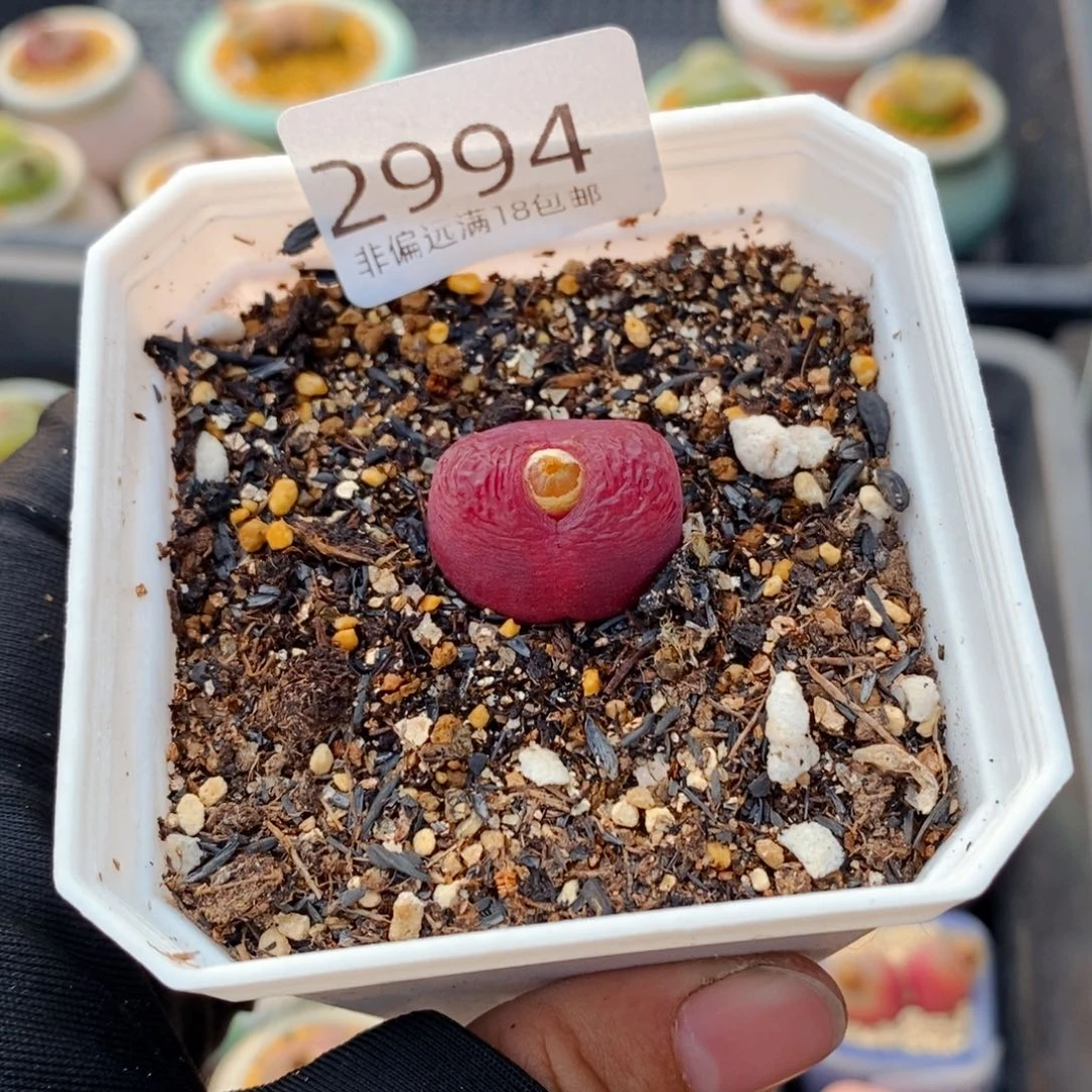 方*鹅2994-一物一拍 吕氏红宝石