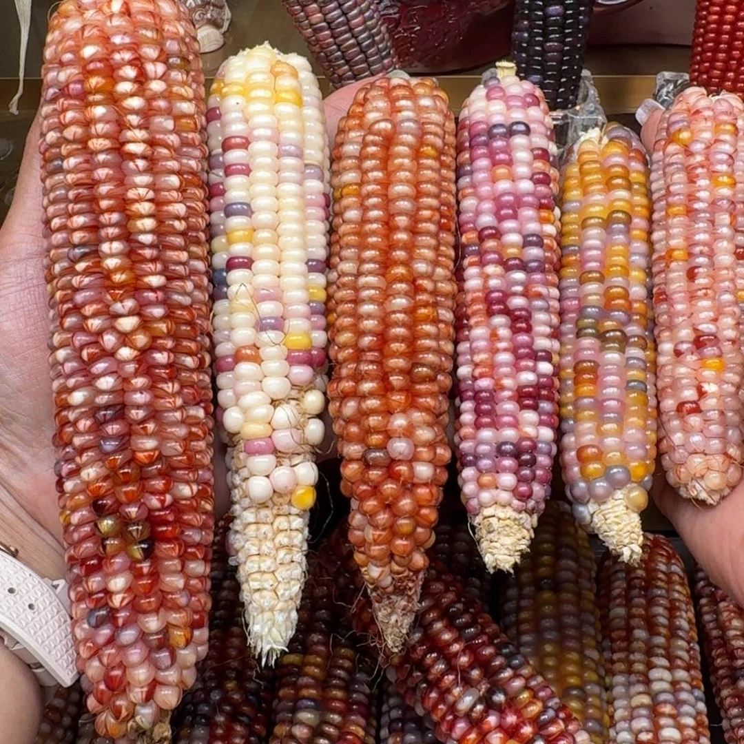 ****C柏香籽/百香籽吊坠