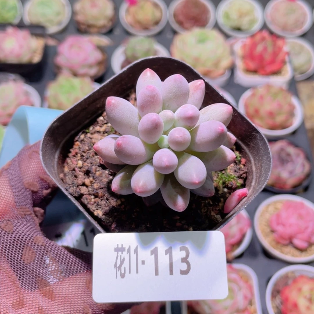 花利美11-113婴儿手指