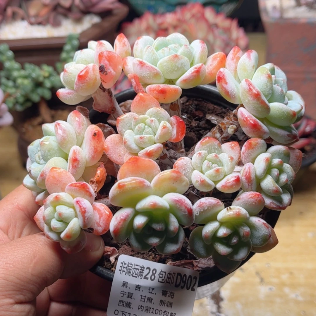 【闪购商品】902冷香