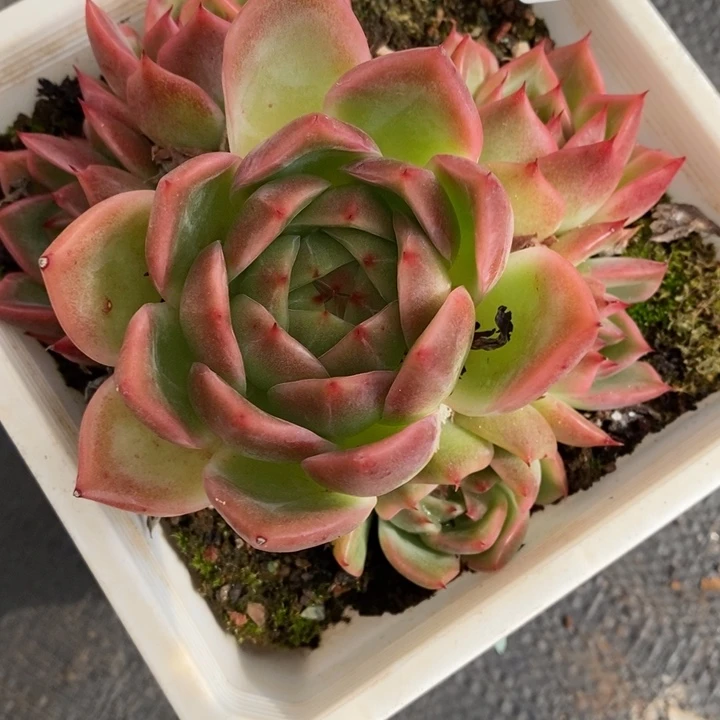 289杂交老桩基地_12厘米