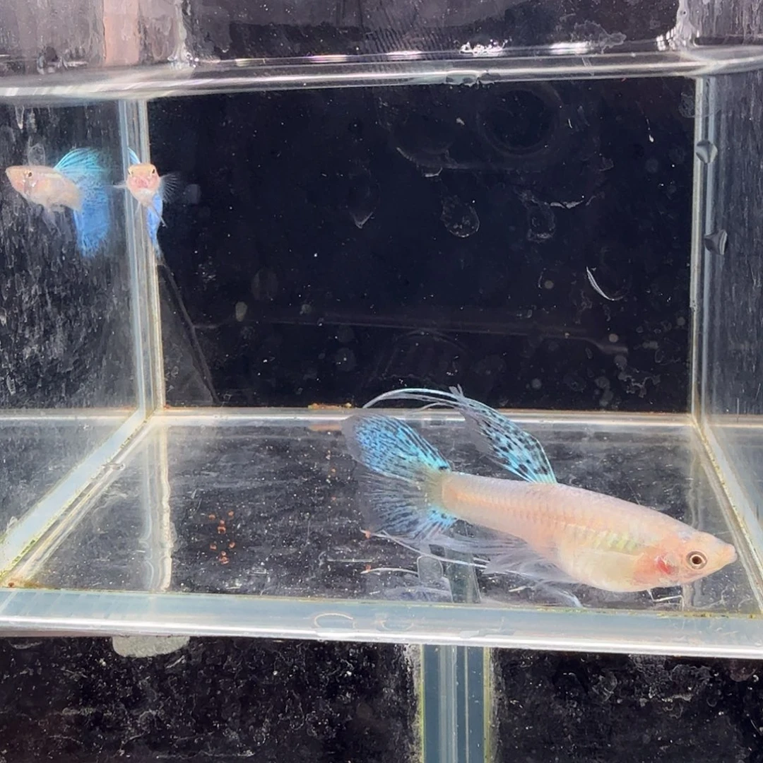 孔雀鱼蓝草缎带1对