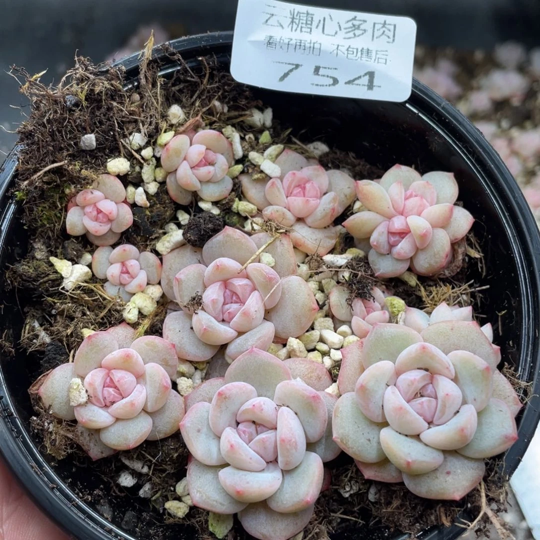 云糖心多肉植物754