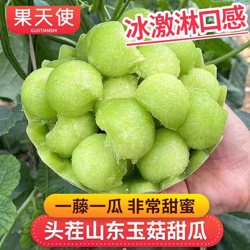 【果天使】山东头茬玉菇甜瓜4-8.2斤一藤一瓜非常甜蜜新鲜水果
