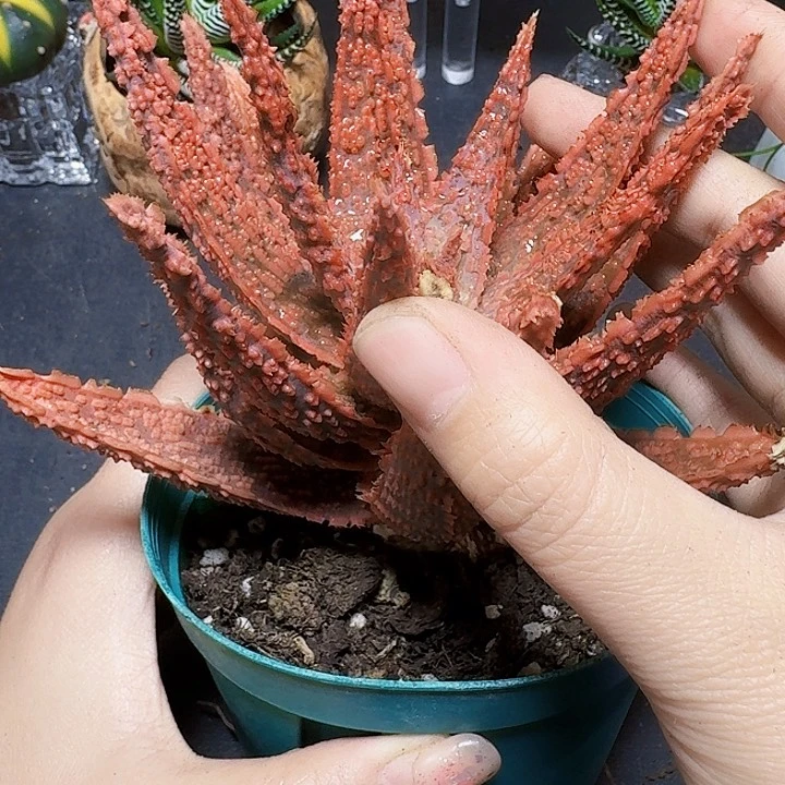 圣诞芦荟裸根一颗福利炸