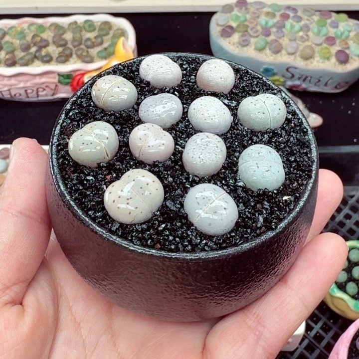 368零下地区记得拍保温箱